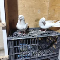 خال سبز اصیل