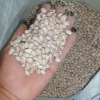 لوبیا چیتی. خورشتی لوبیا گرم. لوبیا برای آش سبزی|خوردنی و آشامیدنی|زرقان, |دیوار