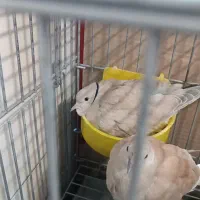 کبوتر تزئینی|پرنده|تهران, شکیبا|دیوار