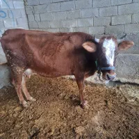 گاو و گوساله سیمینتال اصل