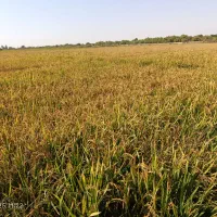 شلتوک|عمدهفروشی|شوشتر, |دیوار