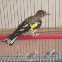 سهره کفتر عروس فنج نرگسی|پرنده|قم, بکایی|دیوار