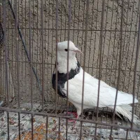 کبوتر|پرنده|تهران, خاک سفید|دیوار