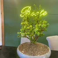 گل و گیاه اپارتمانی