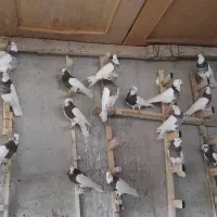 ۲۰عدد کفترطوقی|پرنده|شیراز, حجت آباد|دیوار