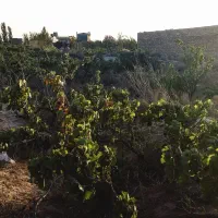فروش زمین باغ انگور سند تک برگ معاوضه با موتور|فروش زمین و ملک کلنگی|کرج, اصفهانی‌ها|دیوار