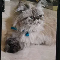 گربه پرشین|گربه|رودهن, |دیوار