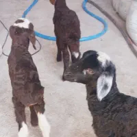 بره شیری|حیوانات مزرعه|خمینی‌شهر, |دیوار