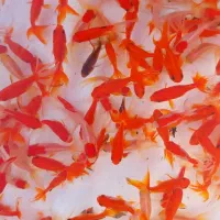 ماهی قرمز|ماهی|گلپایگان, |دیوار