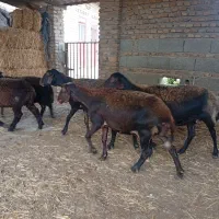 5راس گوسفند افشارداشتی جوان