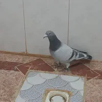 سبز جانسن عراق خالص 2018