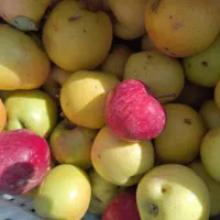 فروش سیب سرکه ایی مربایی آبگیری|خوردنی و آشامیدنی|اسلام‌شهر, شهرک مفیدی|دیوار