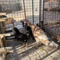 تعدادی مرغ و یک بقلمون|حیوانات مزرعه|شیراز, شهرک گلستان شمالی|دیوار