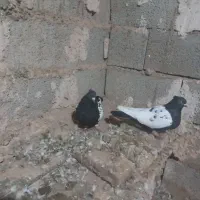 کبوتر|پرنده|سبزوار, قاضی زاد|دیوار