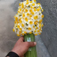 پیاز گل نرگس کازرون بالاده گل نرگس هم موجود هست