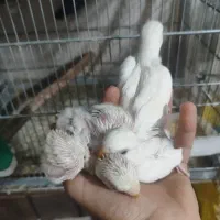 ۳عدد جوجه برزیلی البینو