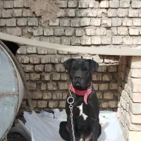 کن کرسو اصیل مشتی