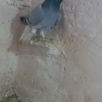 کبوترر|پرنده|اسفراین, |دیوار