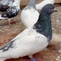 کبوتر تعداد
