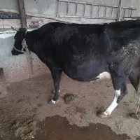 گاو نزدیک زایمان