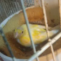 قناری ماده پس کوزه ای آماده|پرنده|قم, بکایی|دیوار