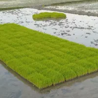 توم نشا باکسی هاشمی اصلاح شده درجه یک فومن**