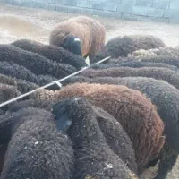 فروش۱۰۰راس بره سیاه پایه پروار
