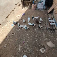 کبوتر رنگی|پرنده|بندر ماهشهر, |دیوار