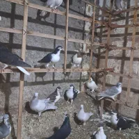 ۴۵ کفتره همه رقمه|پرنده|سبزوار, شرق کال عیدگاه|دیوار