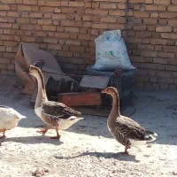 ۷عدد غوقاز|حیوانات مزرعه|نهاوند, |دیوار