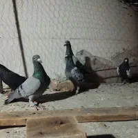 کبوتر سبز ورنگه|پرنده|زاهدان, |دیوار