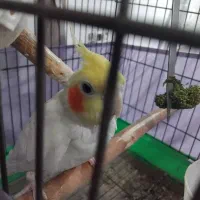 عروس هلندی جفت خورده اماده|پرنده|وحیدیه, |دیوار