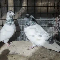 کبوتر  کله دم سبز|پرنده|ری, علایین|دیوار