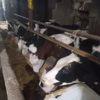 گوساله گاو سیمنتال|حیوانات مزرعه|باسمنج, |دیوار