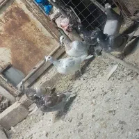 کفتر جوونه نر|پرنده|جلگه ماژان, |دیوار