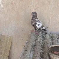 8تا سینه ای|پرنده|قم, مجیدیه|دیوار