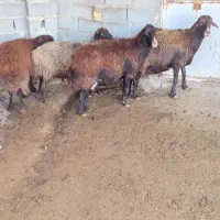 میش بره دار