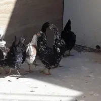 تخم مرغ گلین|حیوانات مزرعه|اصفهان, صدف|دیوار