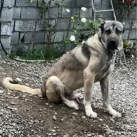 سرابی نر ۱۳ ماهه ۲۴ عیار اصیل خالص|سگ|آمل, |دیوار