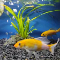 ماهی آکواریوم|ماهی|قزوین, |دیوار