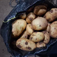 سیب زمینی جلی ممتاز|عمدهفروشی|هشترود, |دیوار