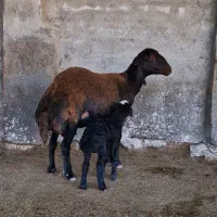 گوسفند قزل افشار اصل بره دار سرخ شرابی