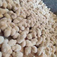جوجه گوشی
