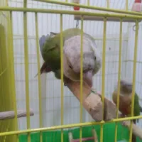 گرینچیک مولد کارداده به شرط جوجه