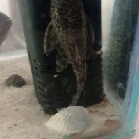 ماهی لجن خارو اسکار|ماهی|کدکن, |دیوار