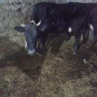 گاوبا گوساله نر