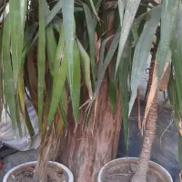 جفت یوکا خیلی بزرگ