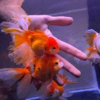 گلدفیش مولد گرید بالا|ماهی|تهران, صادقیه|دیوار