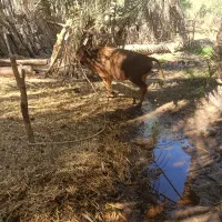 گوساله فروشی|حیوانات مزرعه|جازموریان, |دیوار