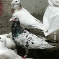 3جفت نروماده کبوتر|پرنده|شیراز, آزادگان|دیوار